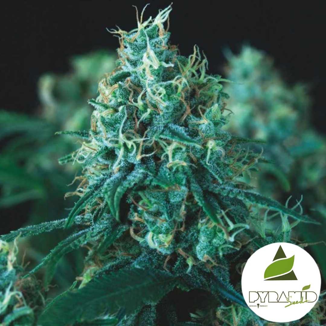 Kryptonite Fast Blüte mit dichten Harzschichten und hellgrünen Fäden