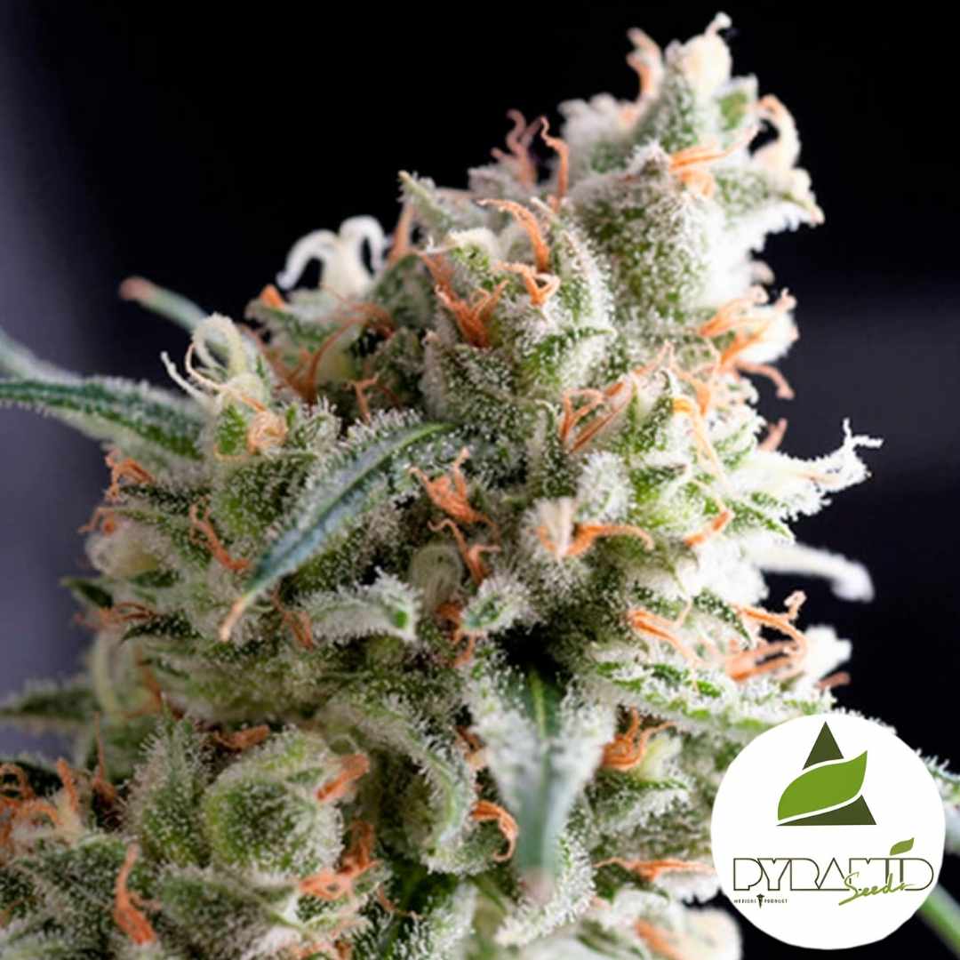 Harzige Kukulkan Blüte mit dichten Trichomen und orangefarbenen Blütenhaaren