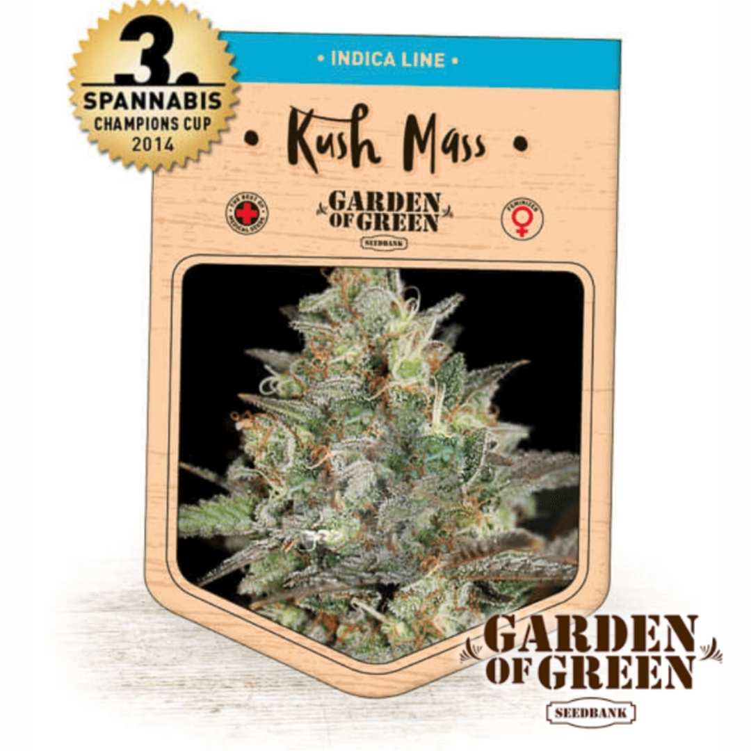 Frostige Kush Mass Blüte mit dichten Harzschichten und kompaktem Indica-Wuchs