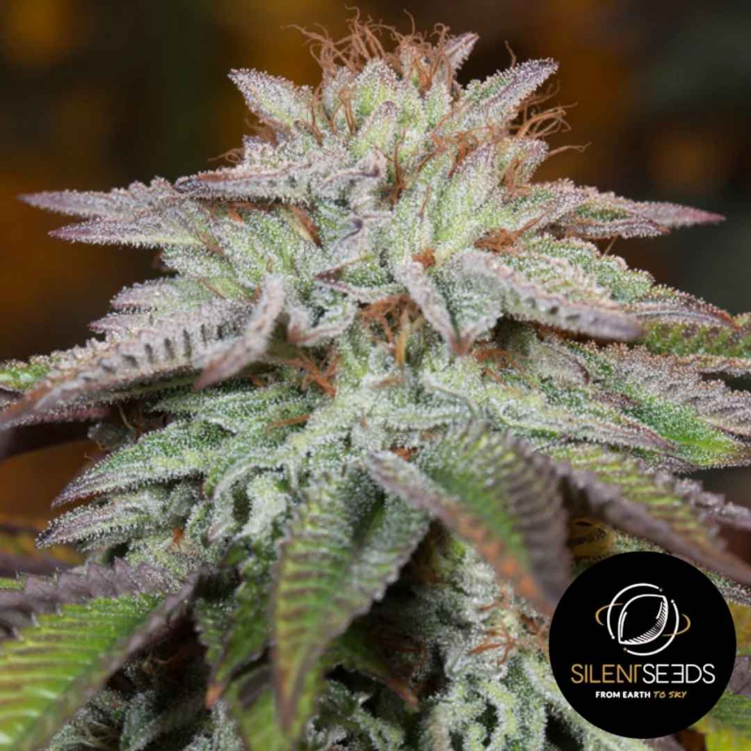 Nahaufnahme einer L.A. Vanilla Cake Auto Blüte mit frostigen Trichomen und violett-grünen Zuckerblättern.