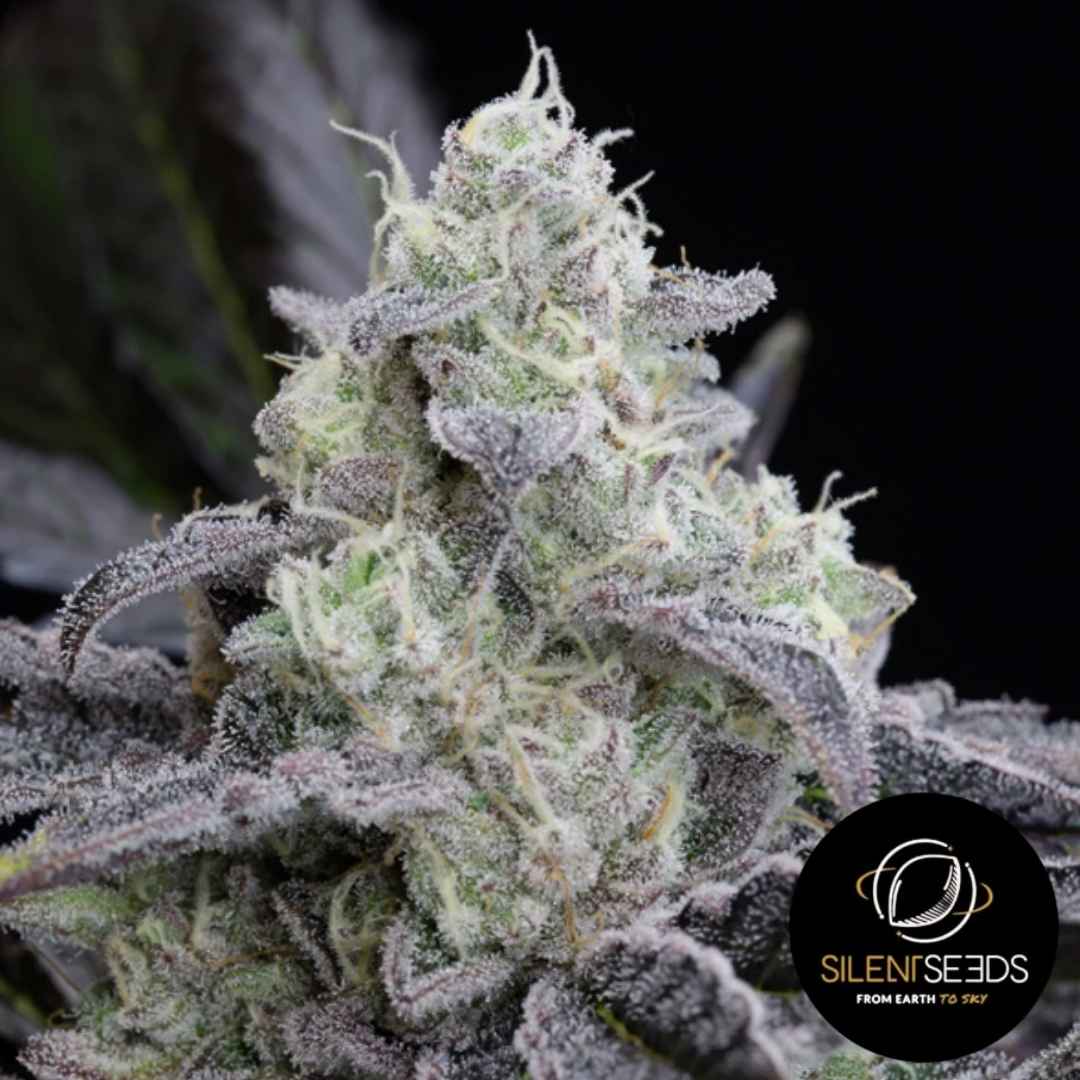 Dicht bewachsener L.A. Vanilla Cake Bud mit frostigen Trichomen und violett-grünen Blütenblättern.