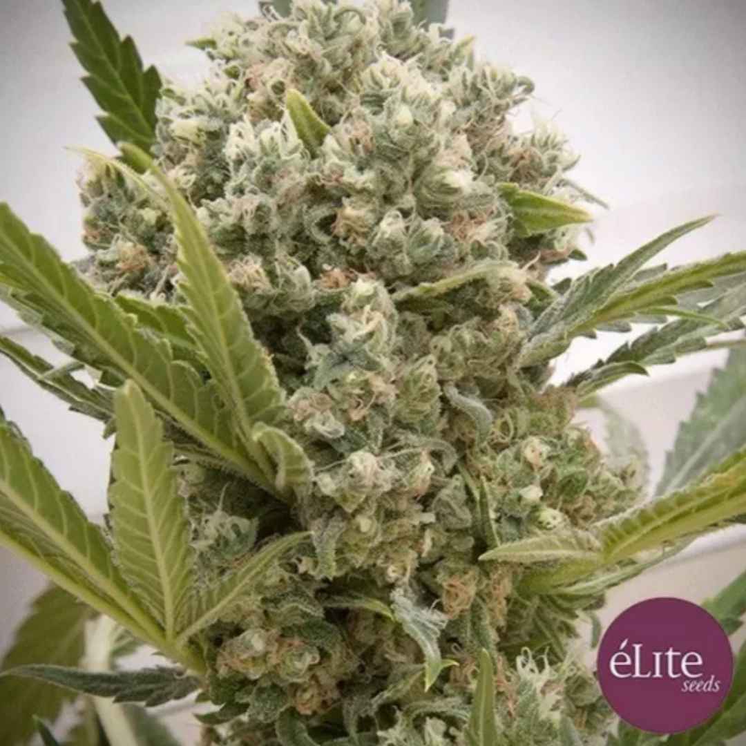 La Katana Cannabisblüte mit dichten, harzigen Buds und hellen Blütenhärchen