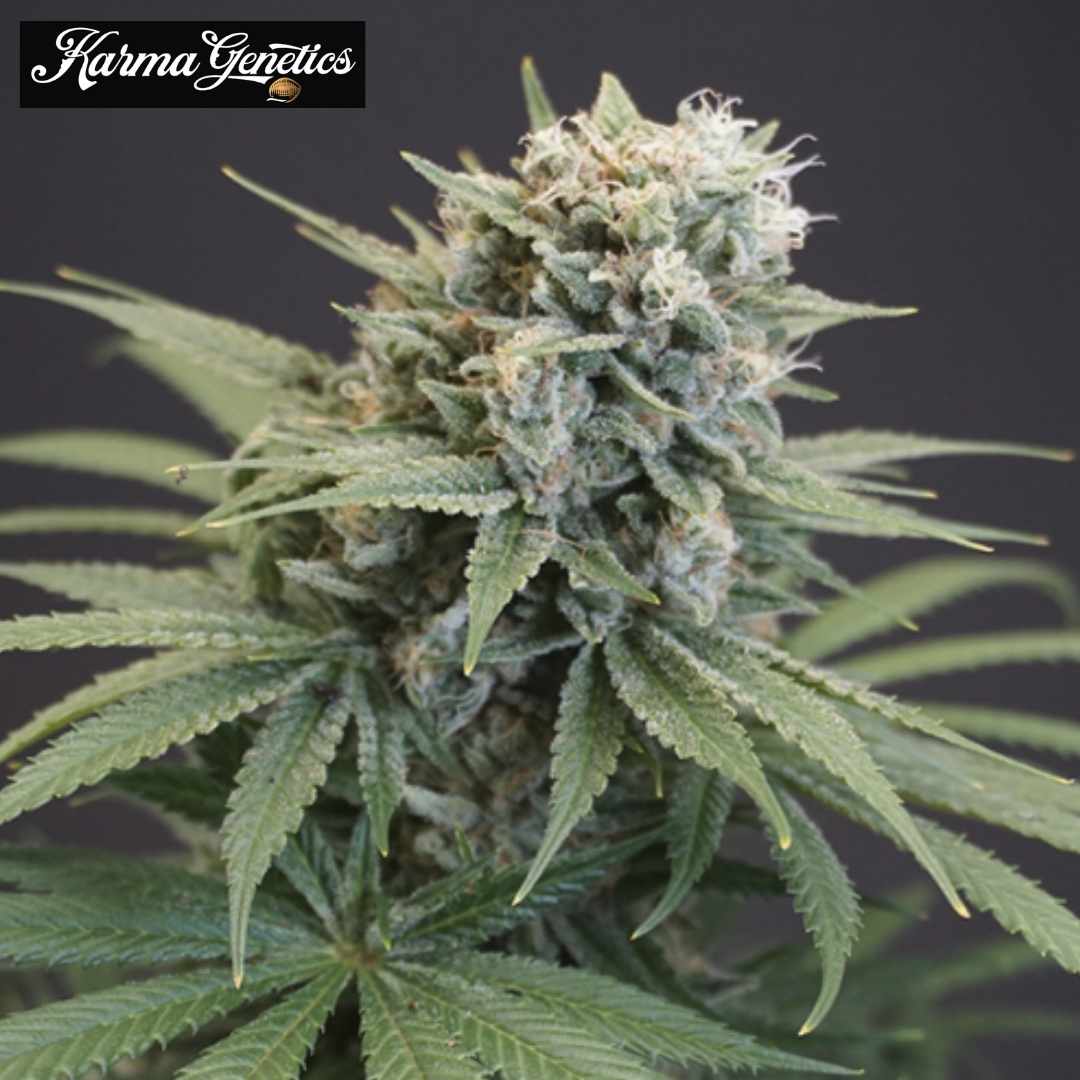 LeMello Cannabisblüte mit harzigen Buds, hellen Blütenfäden und grünen Blättern