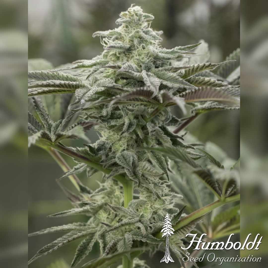 Lemon Citron Blüte mit dichten Harztrichomen und kräftigen grünen Blättern in der Blütephase