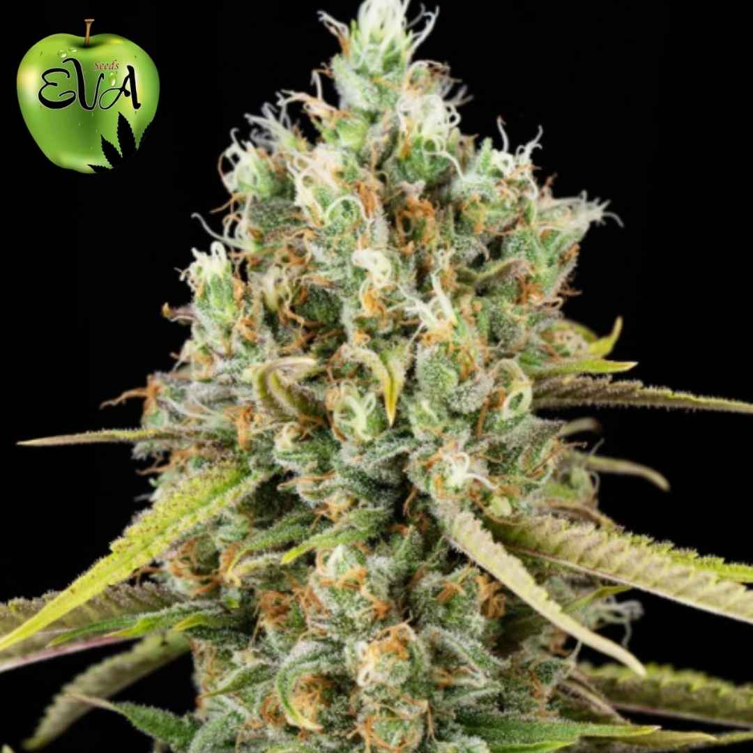 Lemon King Cannabisblüte mit dichten, harzigen Buds und orangefarbenen Härchen