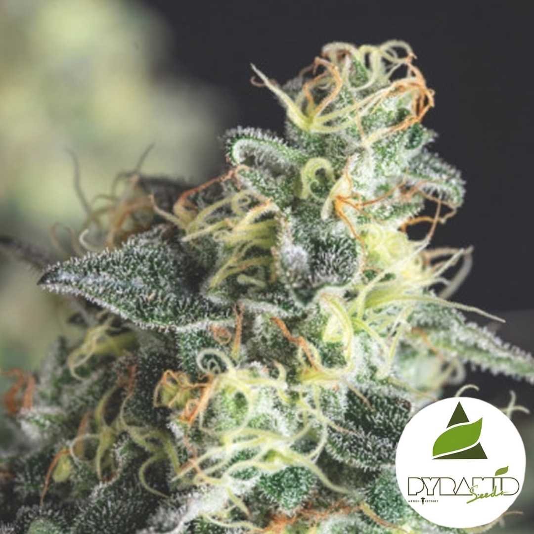 Lemon Larry OG Blüte mit frostigen Trichomen und leuchtend gelben Blütenhaaren