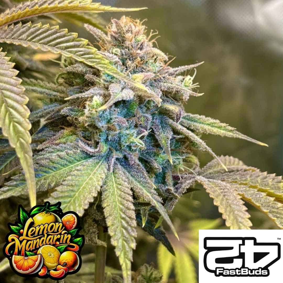 Lemon Mandarin Blüte von Fast Buds mit dichten, harzüberzogenen Buds und leuchtend grünen Blättern