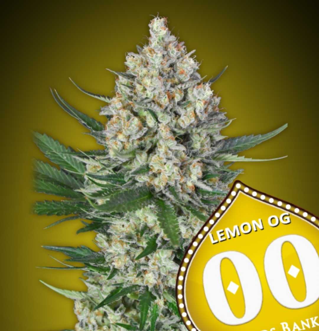 Kompakte Lemon OG Blüte mit dichten, harzigen Buds und auffälligen orangefarbenen Stigmen von 00 Seeds.