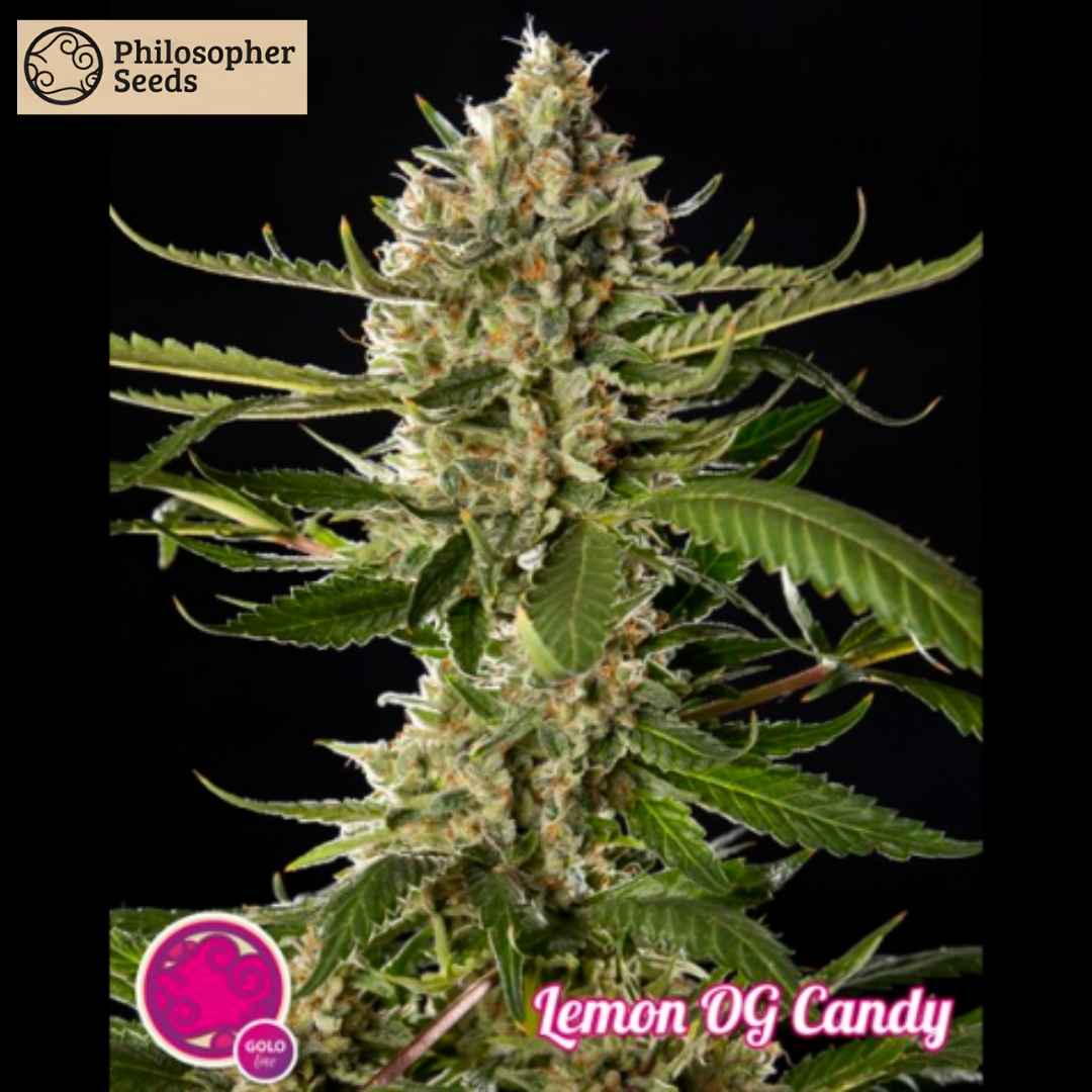 Nahaufnahme einer blühenden Lemon OG Candy Cannabispflanze mit harzigen Blüten und orangefarbenen Stigmen.