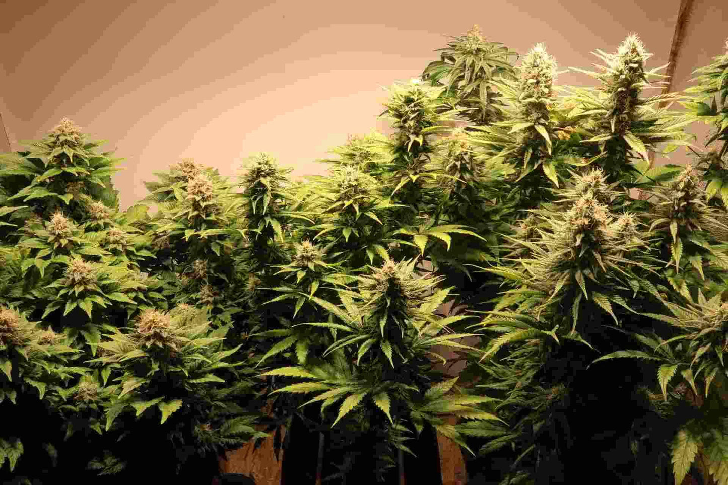 Mehrere Lemon Shining Silver Haze Pflanzen im Indoor-Grow, bereit für die Ernte mit buschigen Buds