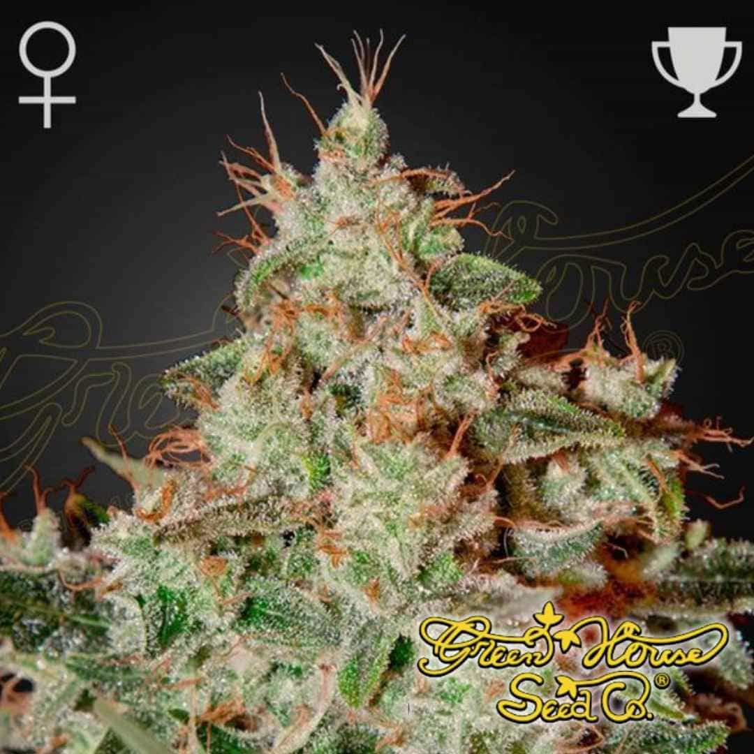 Dichte Lemon Skunk Blüte mit harzigen Trichomen, orangefarbenen Pistillen und feminisierter Genetik