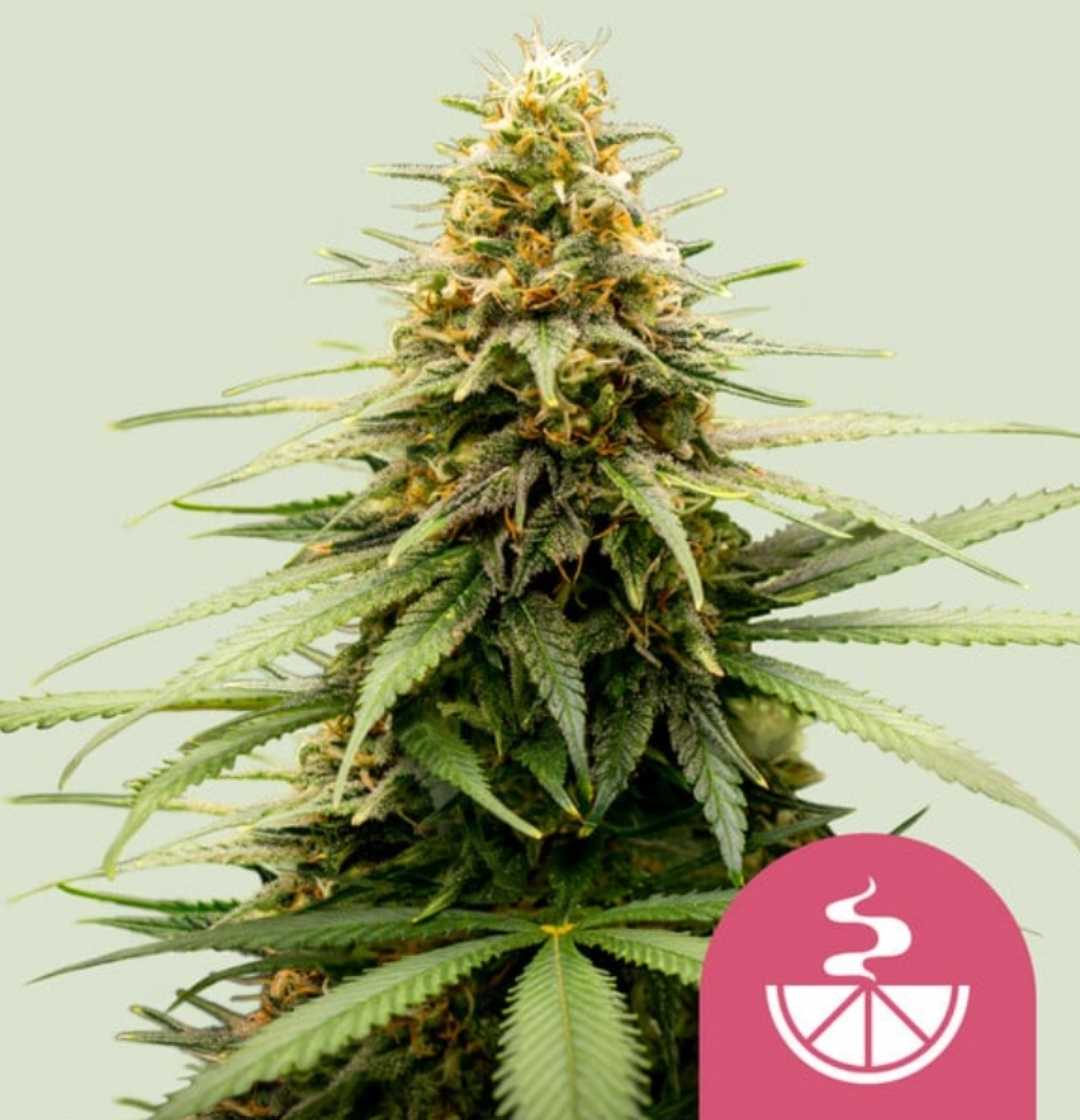 Lemon Skunk Cannabisblüte mit harzigen Buds, orangen Stempeln und dichten, dunkelgrünen Zuckerblättern