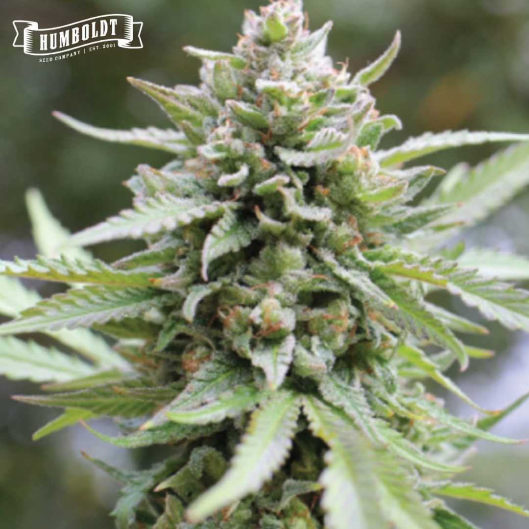 Lemongrass (Humboldt Seed Company) feminisierte