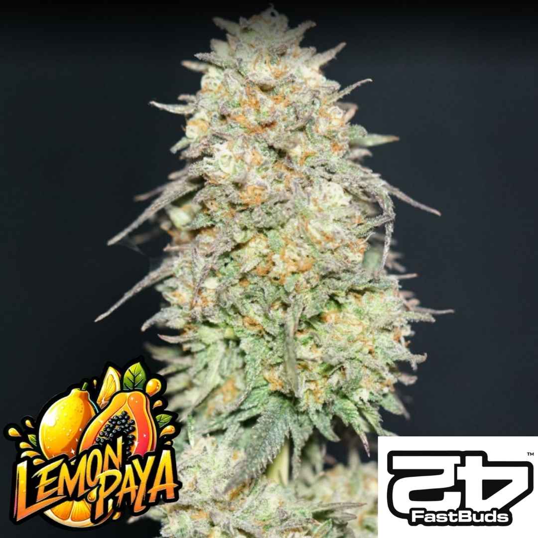 Lemonpaya Bud mit dichten, harzigen Blüten und orangenen Härchen von Fast Buds