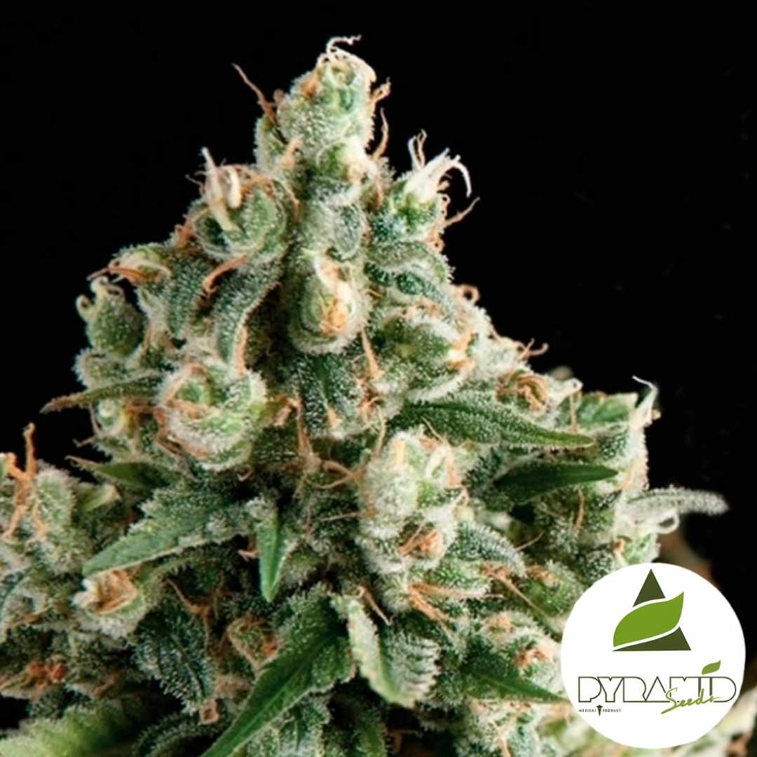 Lennon (Pyramid Seeds) Feminisiert