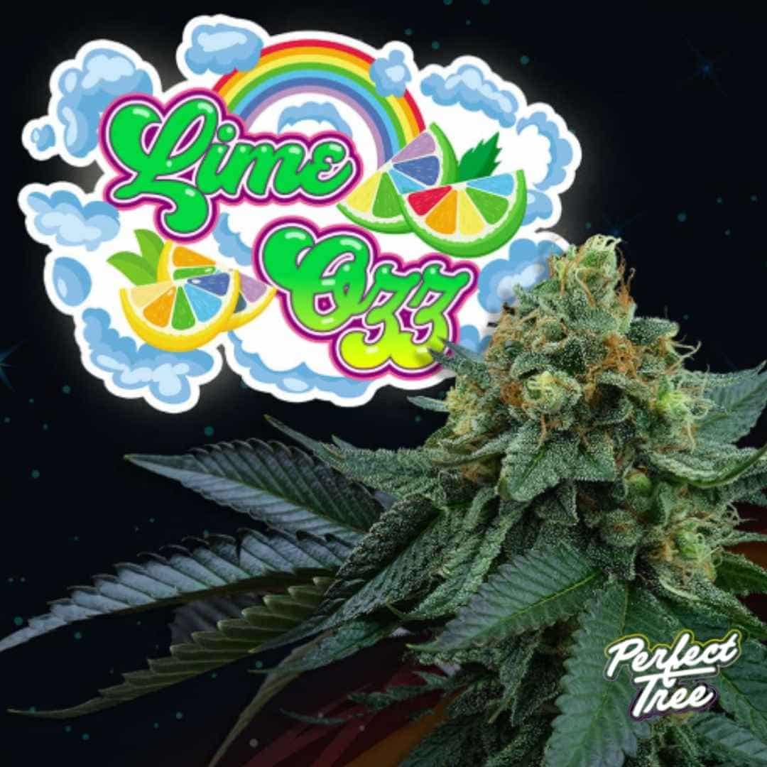 Lime Ozz Cannabispflanze mit dichter harziger Blüte und markantem Lime Ozz Logo mit Zitrusmotiv