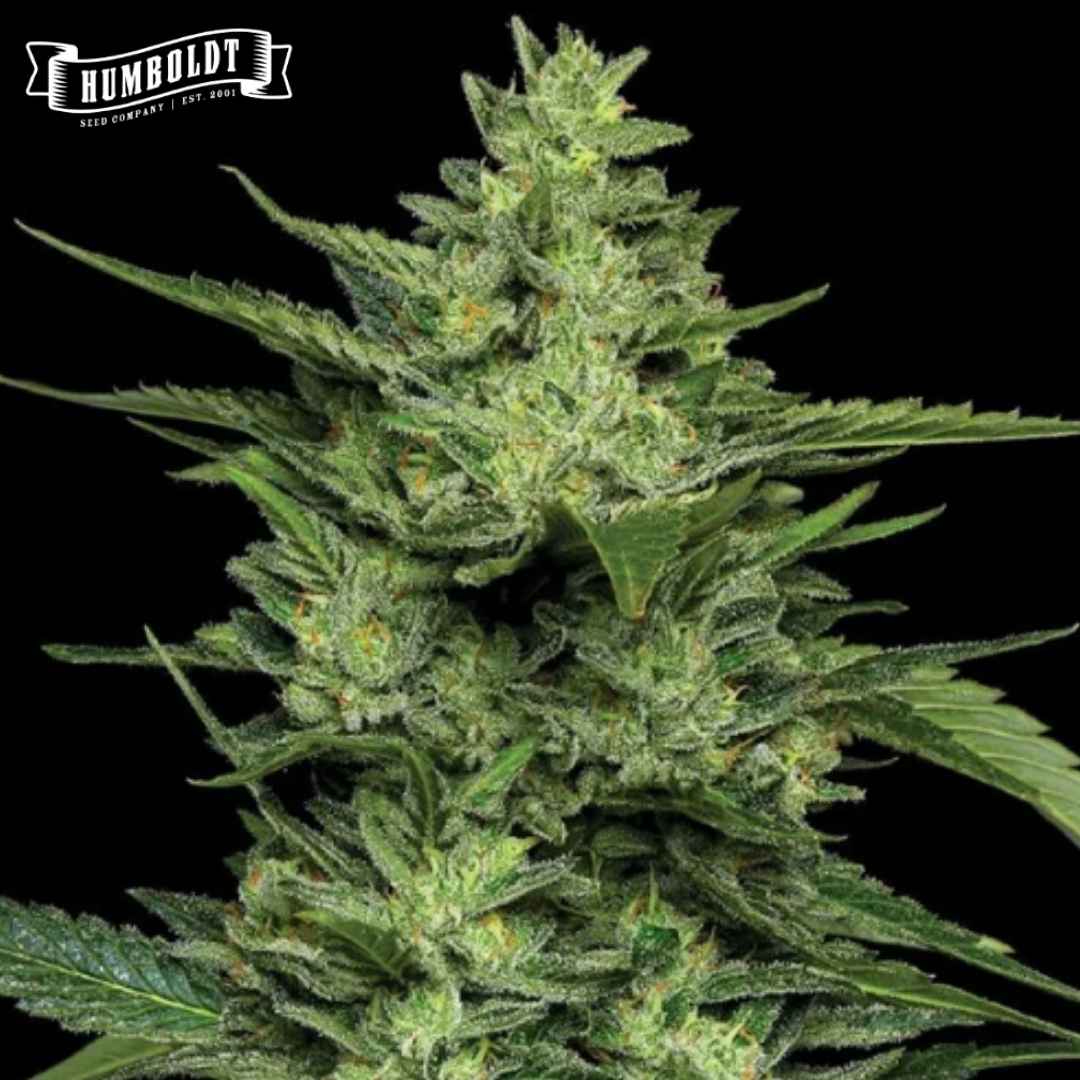 Limez Cannabisblüte mit dichten, harzigen Buds und grünen Zuckerblättern
