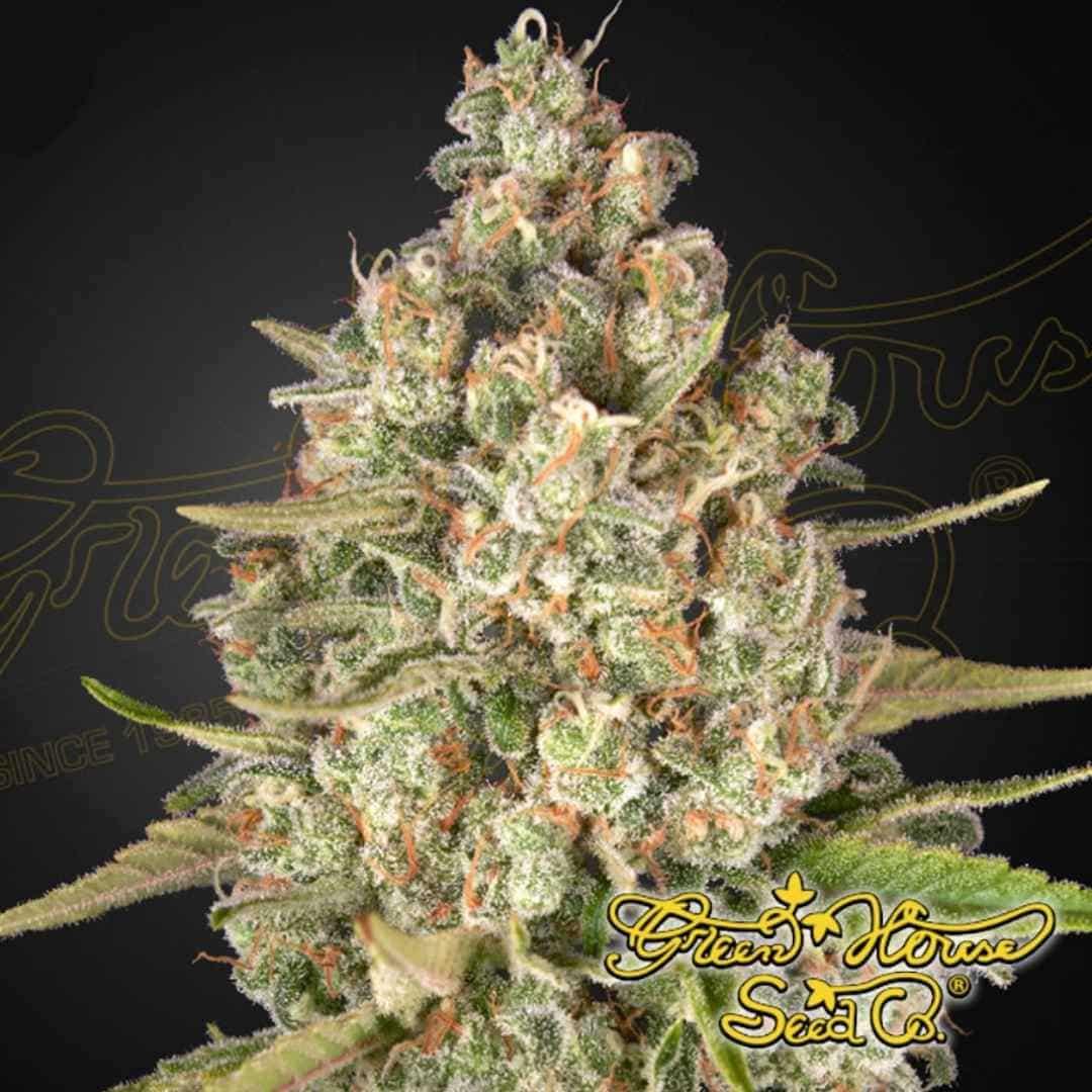 Lost Pearl Cannabisknospe mit dichter Struktur, vielen Trichomen und orangefarbenen Blütenfäden