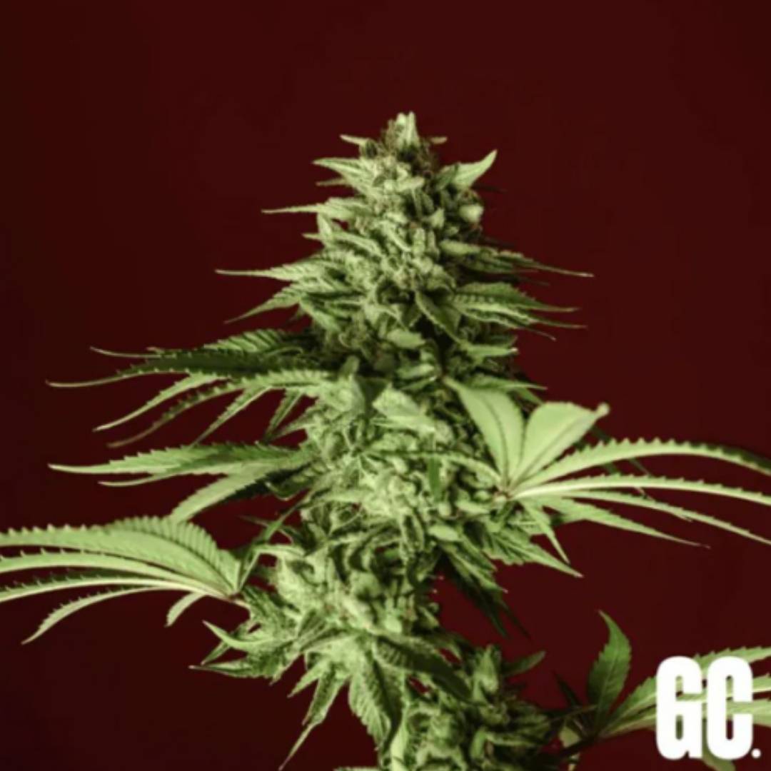 Lumpy's Fritter Cannabisblüte mit dichten Buds, Harzbesatz und schmalen grünen Blättern
