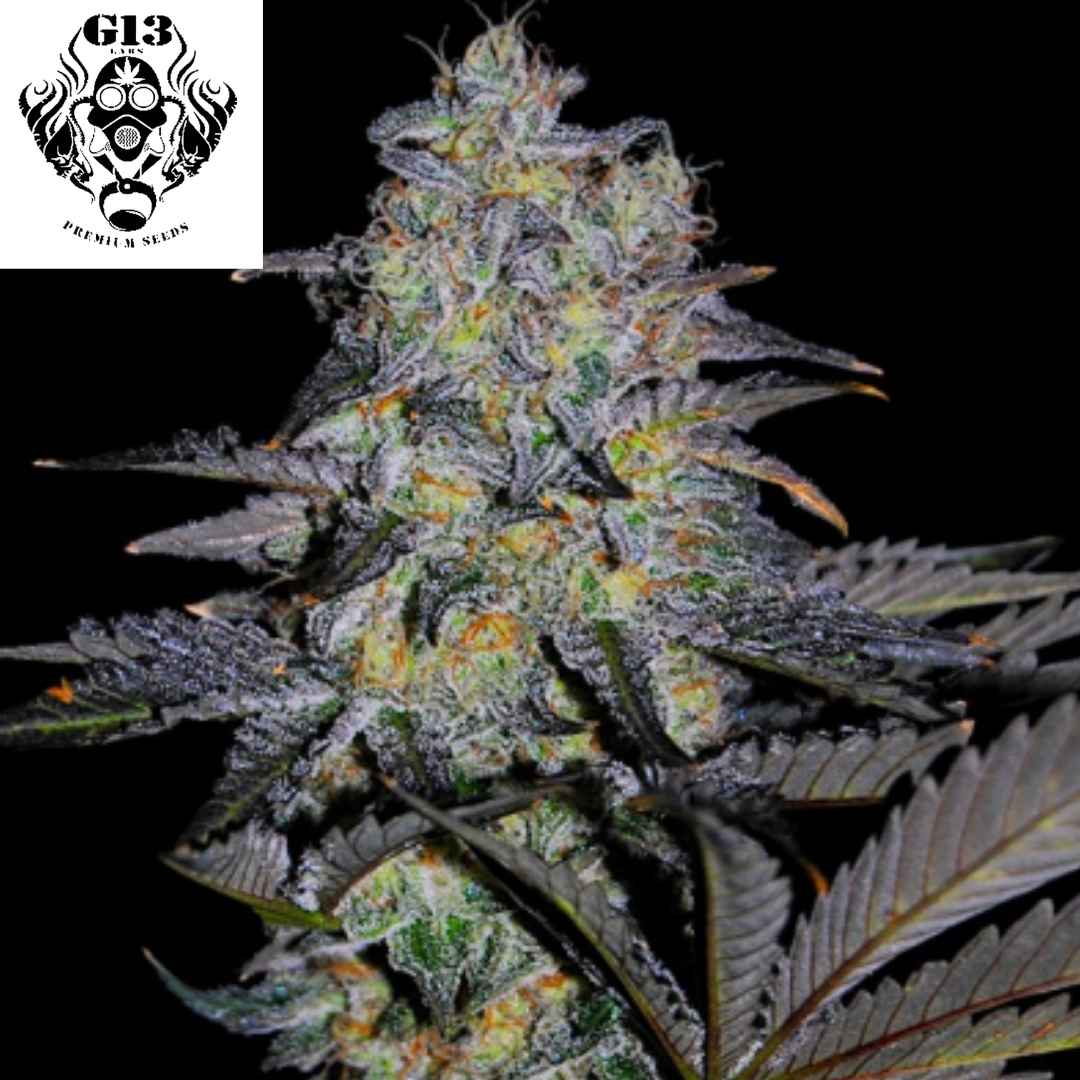 Harzige Magnetic Marker Cannabisblüte mit dichten Trichomen, kompakten Buds und auffälligen orangefarbenen Stempeln