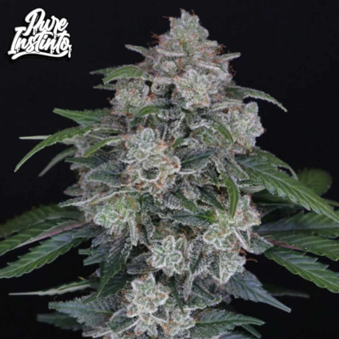 Mak OG Auto Blüte mit dichtem Harzbesatz, kompakten Buds und sichtbaren Trichomen