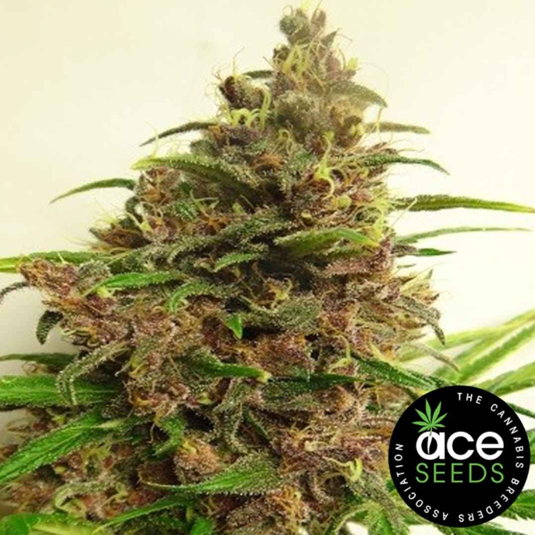 Malawi x PCK Bud mit dichten Trichomen und violett-grünen Blütenfarben