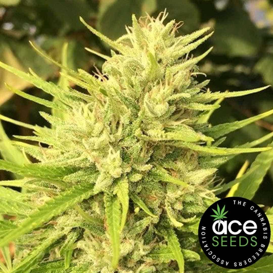 Malawi x Panama Blüte mit dichten, harzigen Sativa-Buds und feinen Trichomen