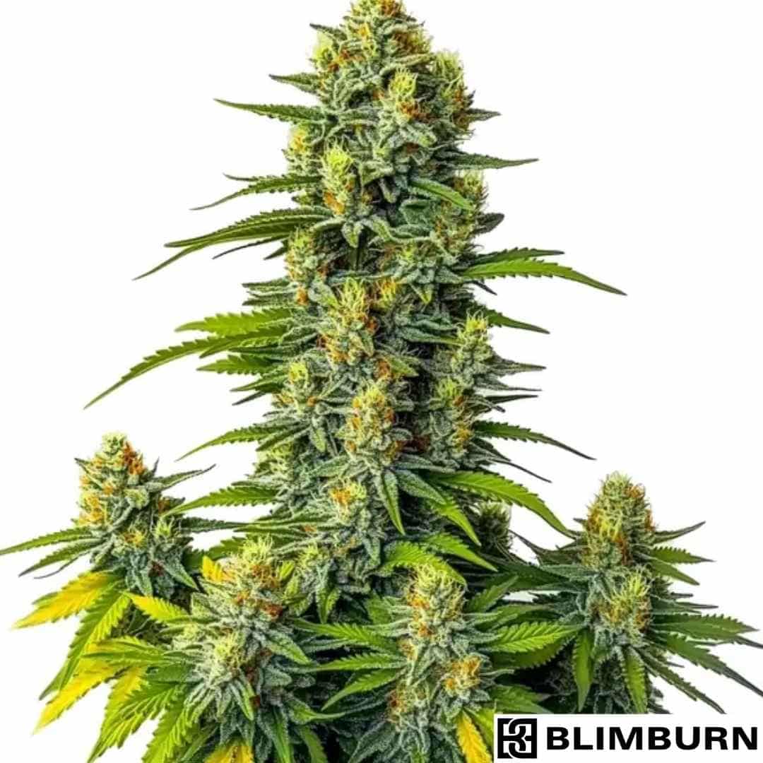 Mamba Negra Auto mit dichten, harzigen Blüten und kräftigen Seitentrieben in voller Blütephase