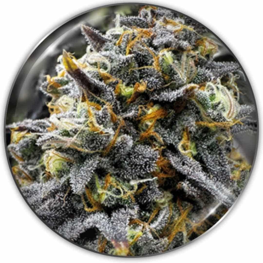 Jack La Mota Cannabisknospe mit dichter Struktur, leuchtend grünen Blüten und vielen orangefarbenen Härchen