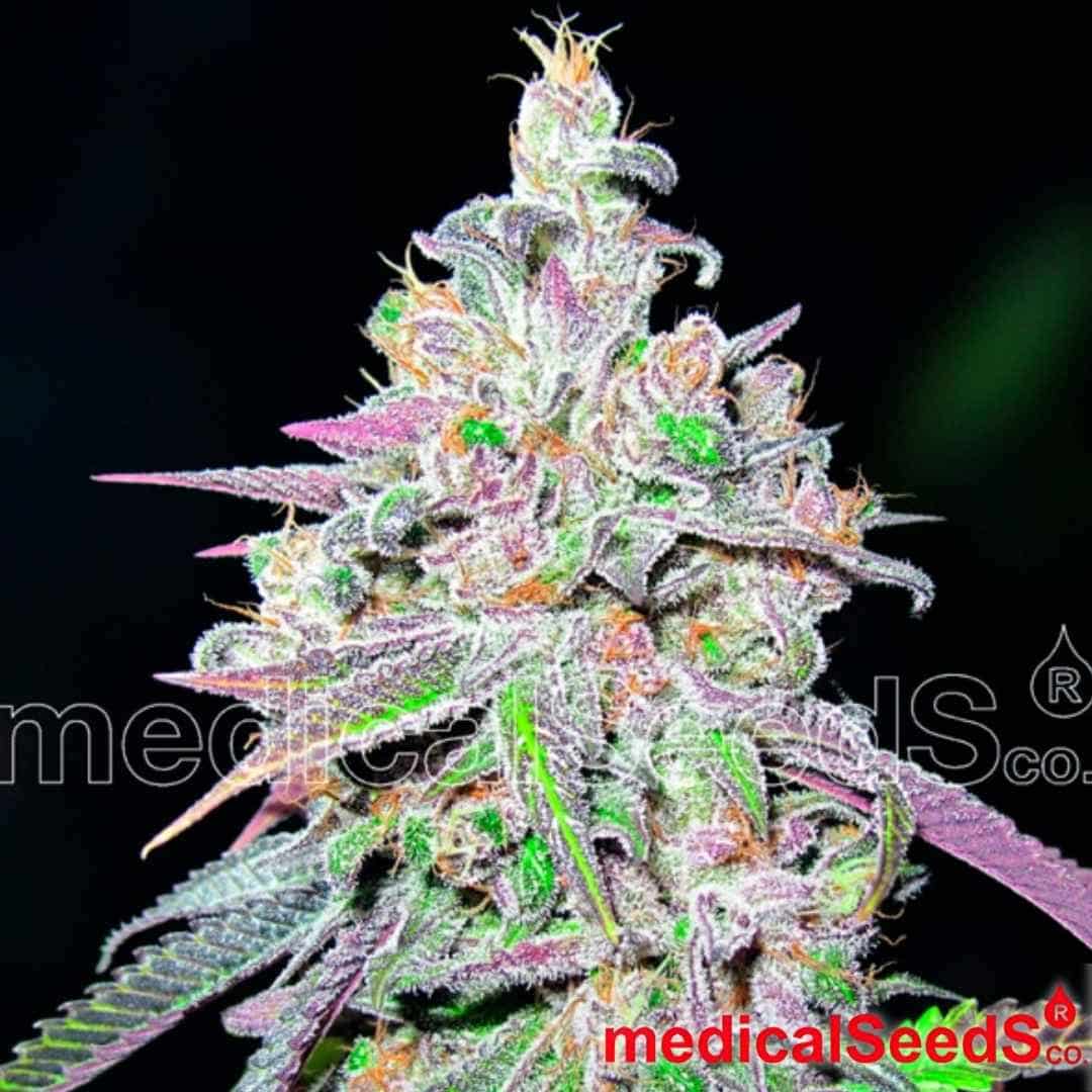 Harzige Hauptblüte von Mendocino Chanel Kush mit violetten Blättern, dichten Buds und reifen Trichomen
