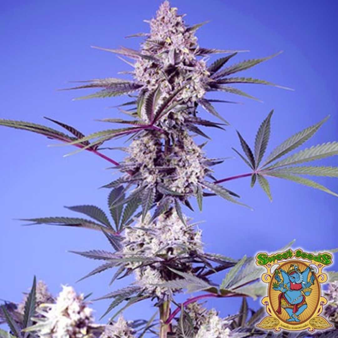 Blühende Mental Rainbow F1 Fast Version mit dichten, harzigen Buds und violettgrünen Blättern