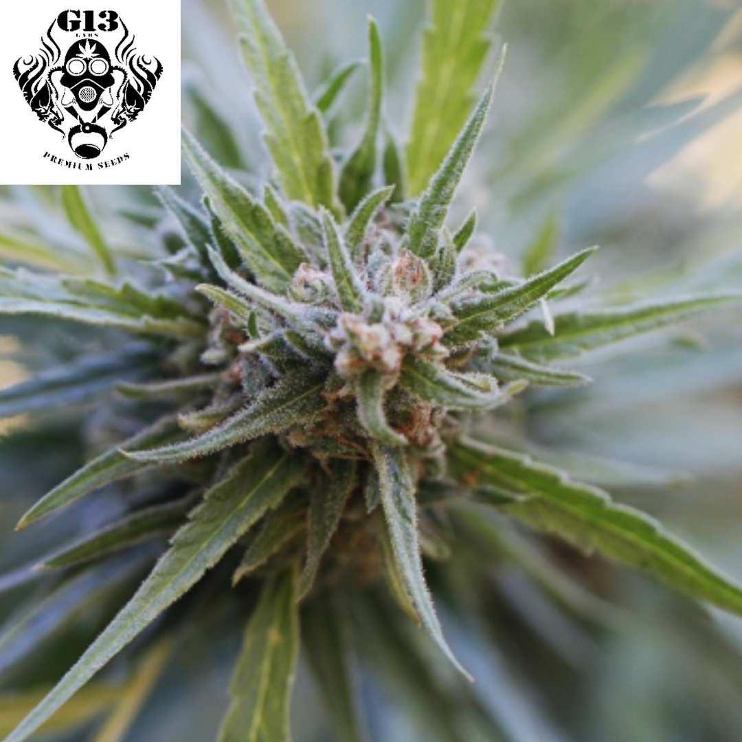Midnight Kush Cannabisblüte mit dichten Trichomen, kompakten Buds und spitzen grünen Blättern in der frühen Blütephase