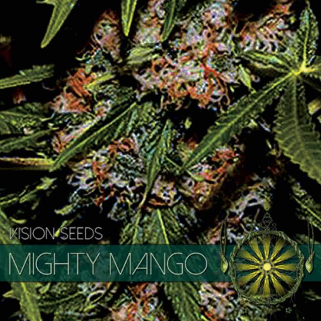Mighty Mango Bud von Vision Seeds mit dichter grüner und harziger Cannabisblüte.