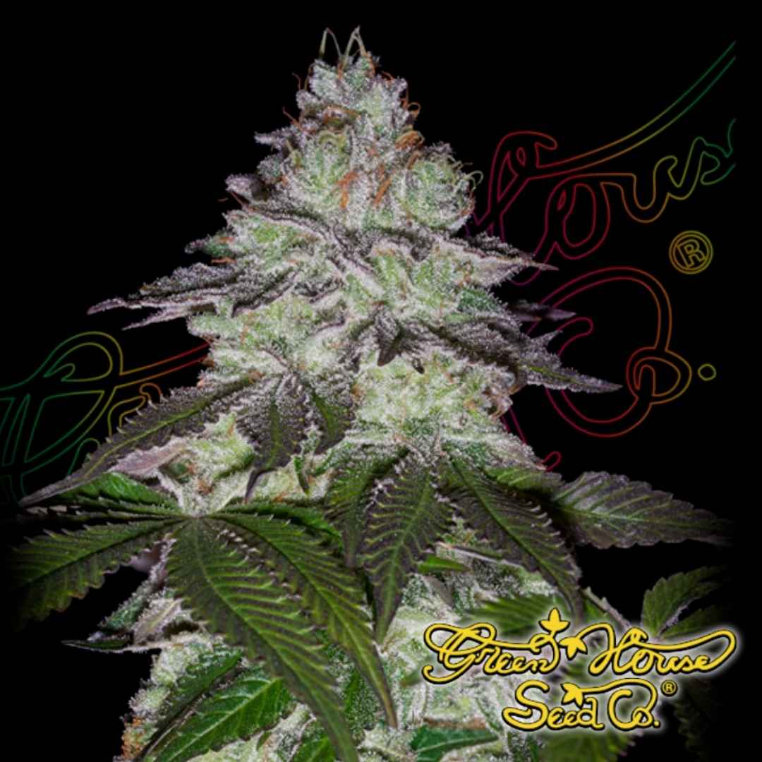 Milky Dream Cannabisknospe mit dichter Struktur, starkem Harzbesatz, sichtbaren Trichomen und gesunden Zuckerblättern