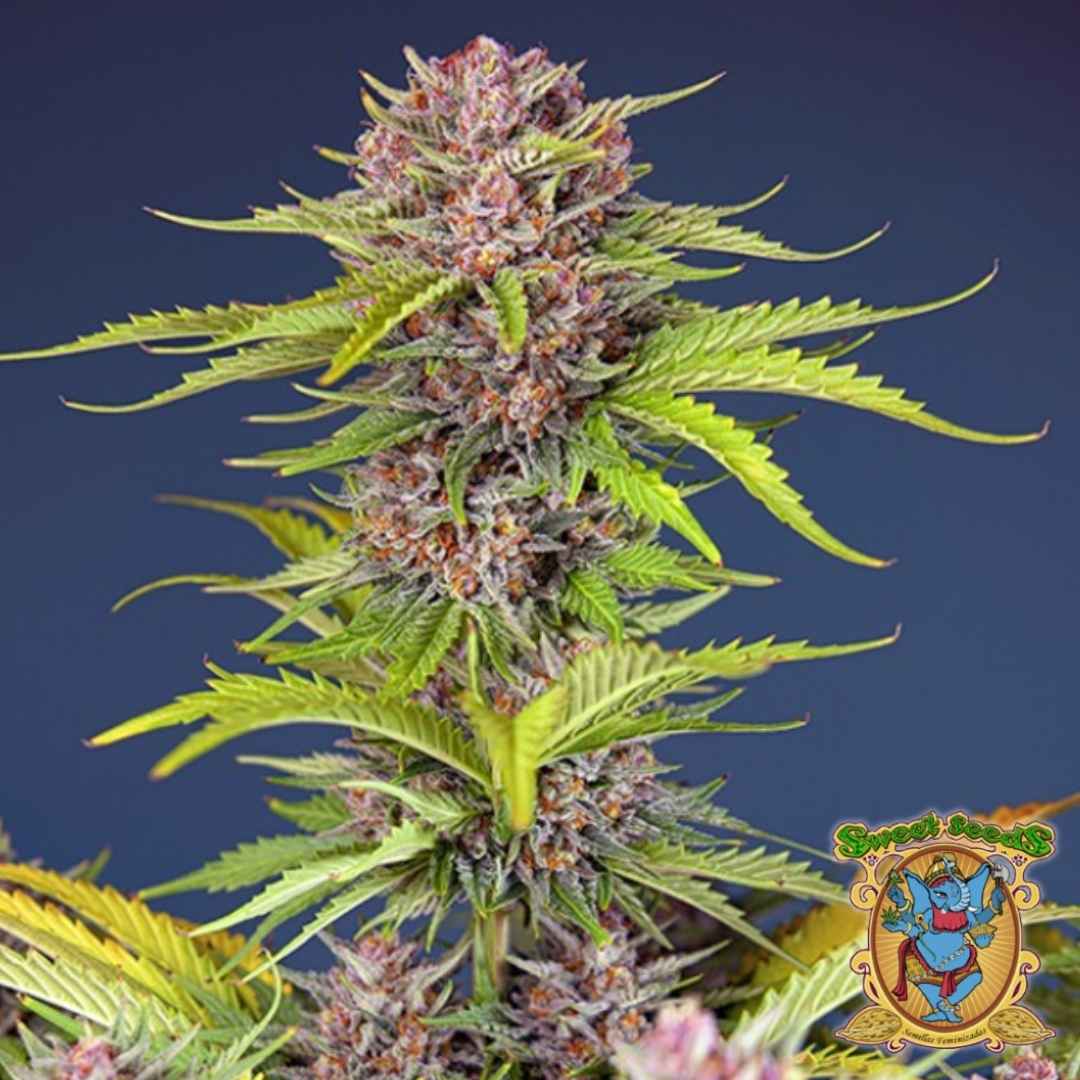 Dicht bewachsene Mimosa Bruce Banner XL Auto Pflanze mit violett-orangefarbenen Blüten und Harzüberzug.