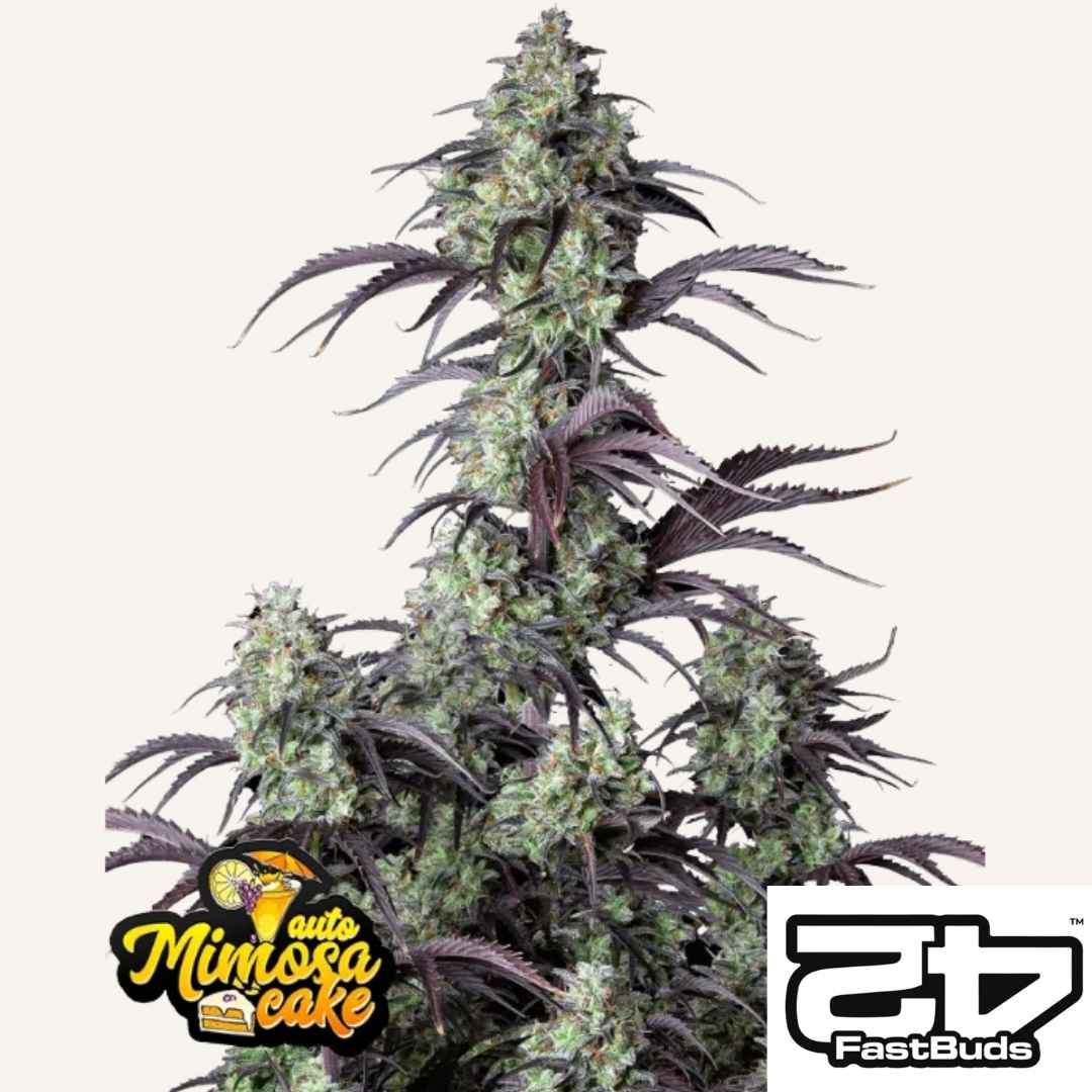 Mimosa Cake Auto Pflanze mit dichten Harzknospen und lilafarbenen Blättern von Fast Buds