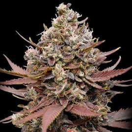 Dicht bewachsene Mimosa Punch Blüte mit lilafarbenen Zuckerblättern und frostiger Harzschicht vor schwarzem Hintergrund.