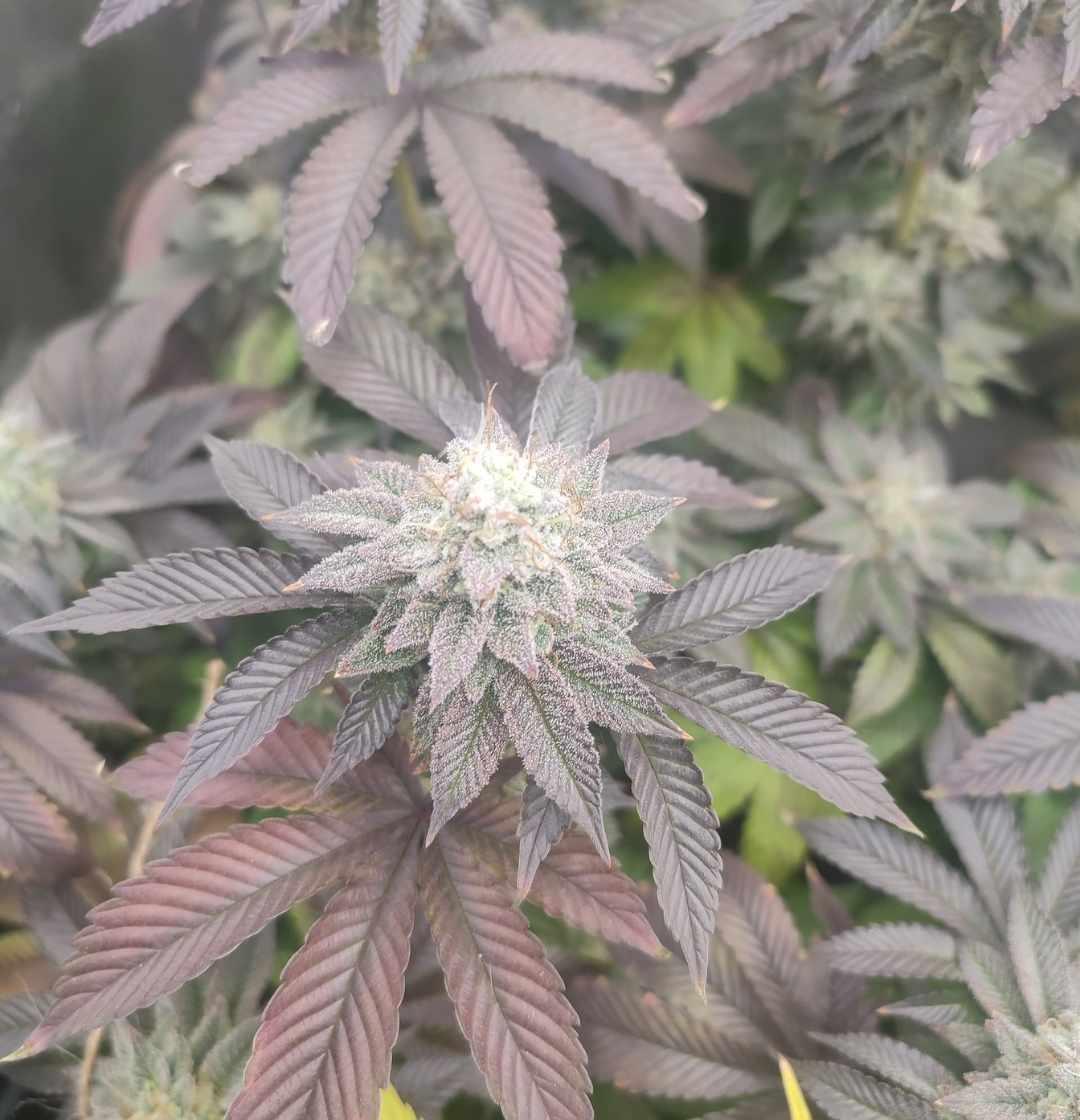 Mimosa X Orange Punch mit auffällig violetten Blättern und kristallbedeckten Buds in Nahaufnahme