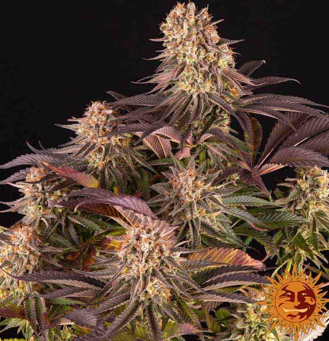 Reife Mimosa X Orange Punch Blüten mit dichten Buds und violett-grünen Blättern vor schwarzem Hintergrund