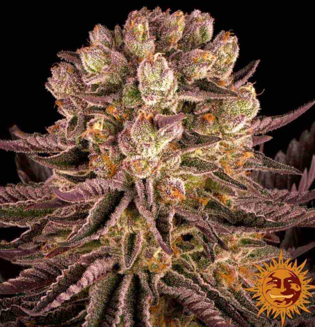 Kompakte Mimosa X Orange Punch Knospe mit Harzüberzug und violetten Blättern im Studio-Licht