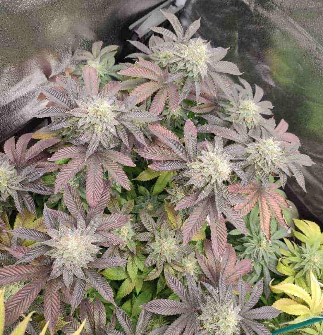 Jungpflanze von Mimosa X Orange Punch im Growzelt mit ersten Trichomen auf dunklem Blattwerk