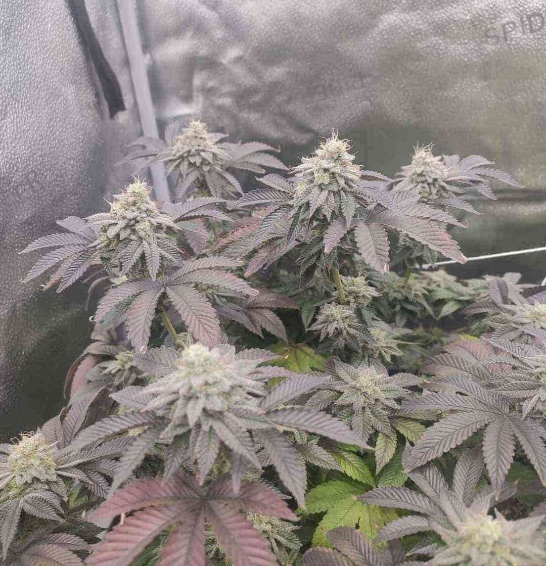 Wachsende Mimosa X Orange Punch mit violetten Spitzen und grüner Unterbepflanzung im Zelt