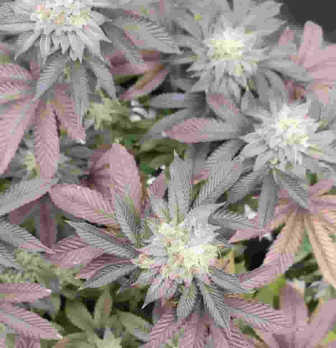 Mimosa X Orange Punch in mittlerer Blütephase mit dichten Trichomen und rot-violetten Blättern