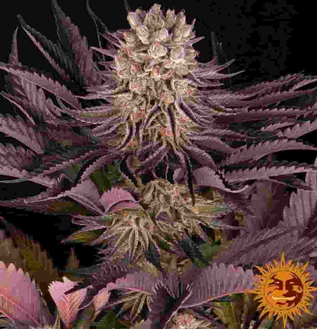 Dunkle, reife Mimosa X Orange Punch Pflanze mit frostigen Buds und lilafarbenen Blatträndern