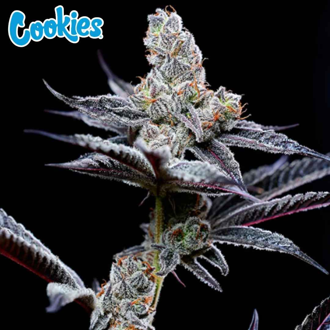 Mind Fuck Cannabisblüte mit dichten harzigen Buds, violetten Blättern und orangefarbenen Stempeln