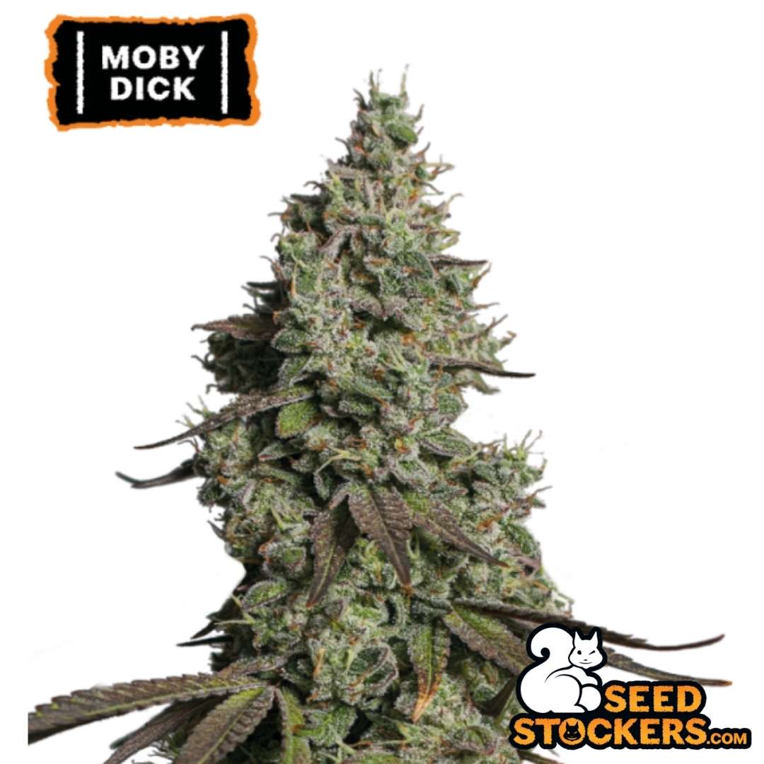 Auto Moby Dick Hauptcola mit dichten, harzigen Buds und sichtbaren Trichomen, typisch für sativadominante