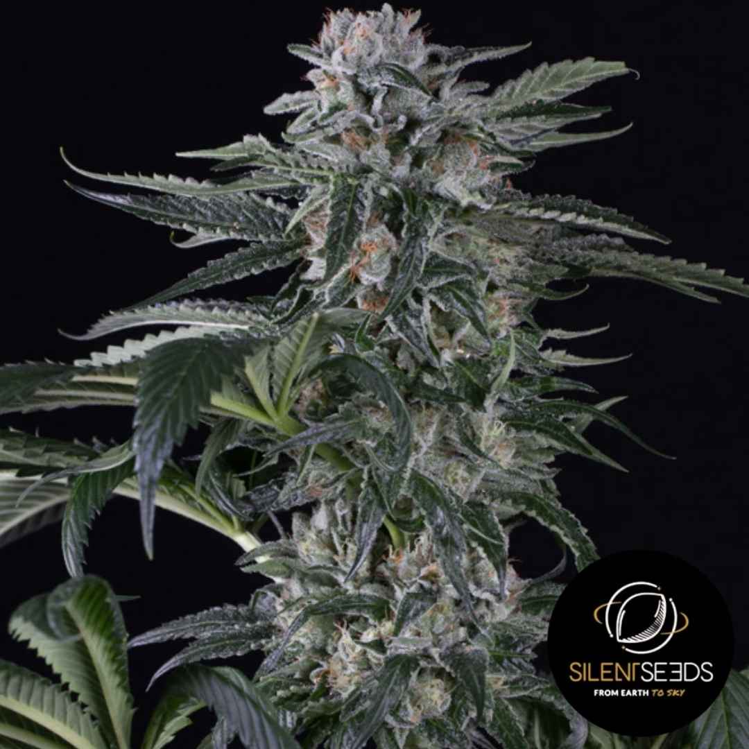 Moby Dick Auto Pflanze mit dichten, harzigen Buds und leuchtend orangefarbenen Blütenhaaren