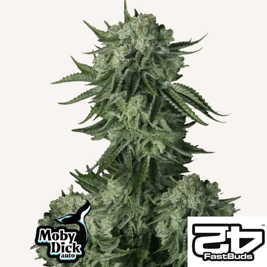 Dichte Buds der Sorte Moby Dick Auto mit vielen Harzkristallen und kräftigen grünen Blättern.