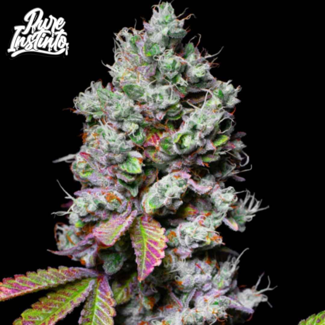 Mochi Cannabis Blüte mit dichten harzigen Buds und violett-grünen Blättern, indica-dominante Sorte mit starkem Harzbesatz