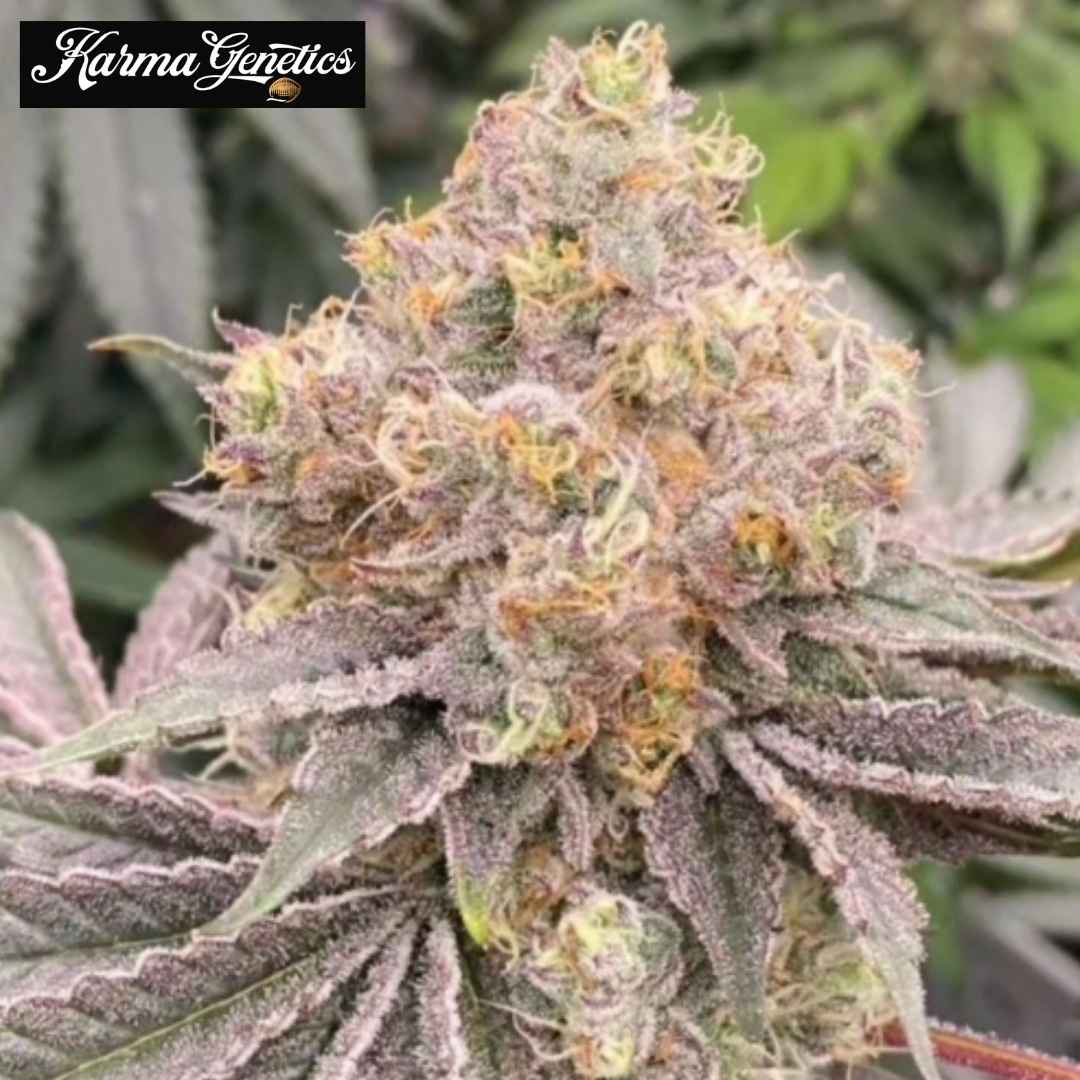 Mop Chopper Cannabisblüte mit dichten Trichomen, orangefarbenen Härchen und violetten Zuckerblättern